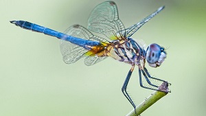 Girl with DragonFly Tattoo